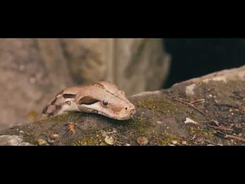 Tronixx - stable